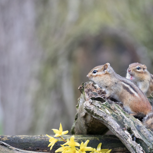 BAckyard Bickering