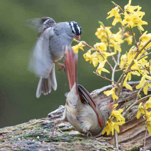 BAckyard Bickering