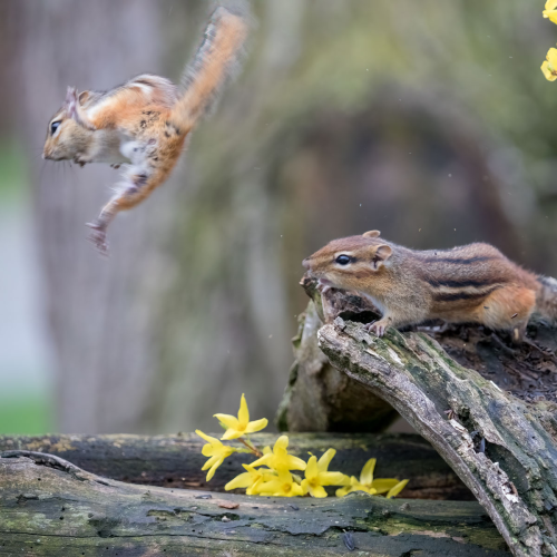 BAckyard Bickering