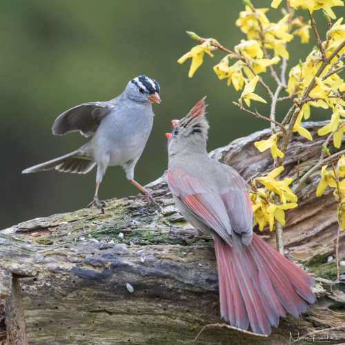 BAckyard Bickering