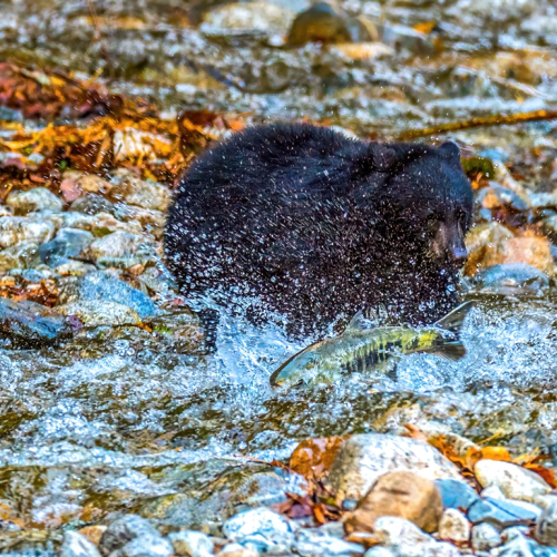 Black bear hunting salmon