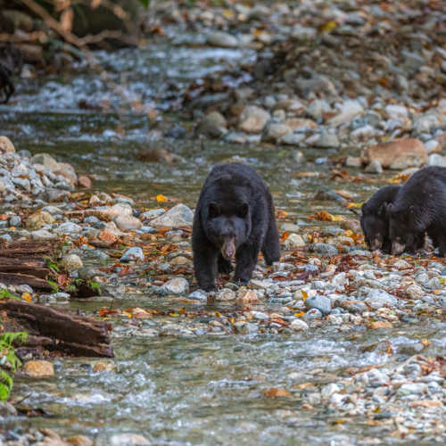 one back bear with 3 young black bears