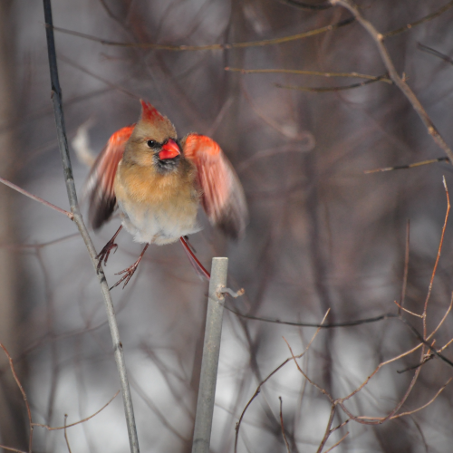 Cardinal taking flight