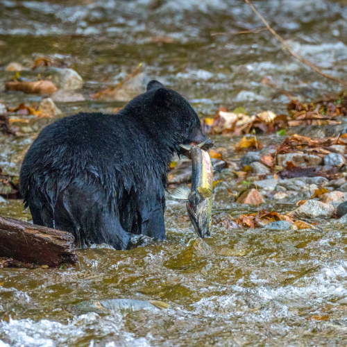 young black bear hunting salmon