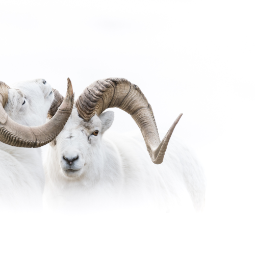 Dall Sheep