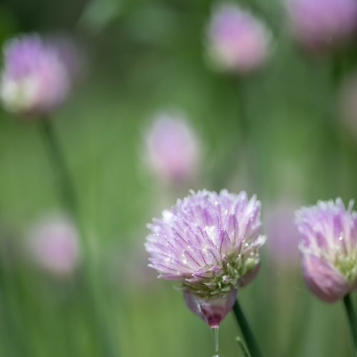 BAckyard Plants
