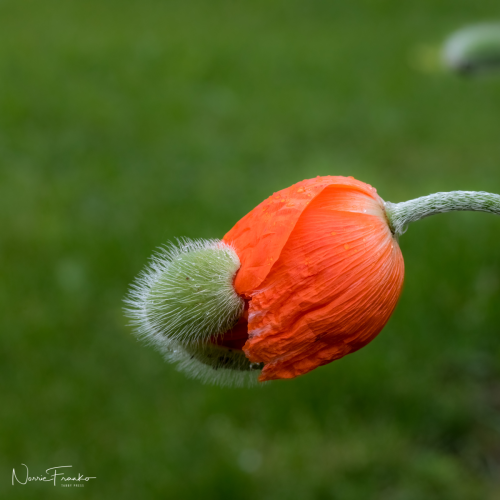 BAckyard Plants