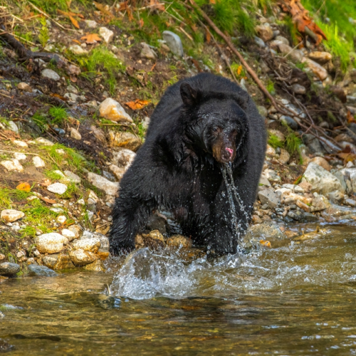 black bear hunting salmon