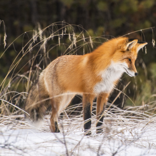 On the Hunt