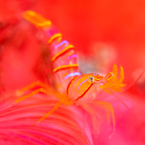 Candy Stripe Shrimp in Crimson Wonderland