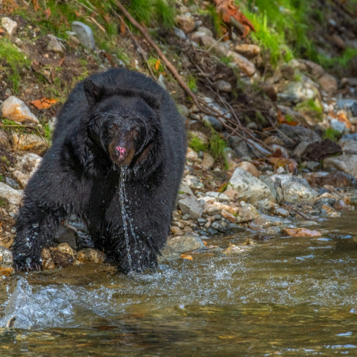 black bear hunting salmon