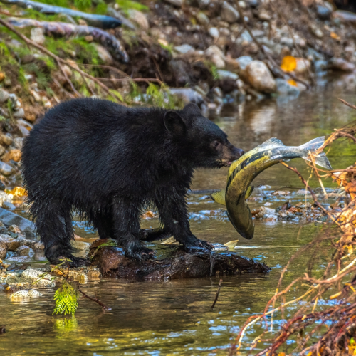 black bear hunting salmon
