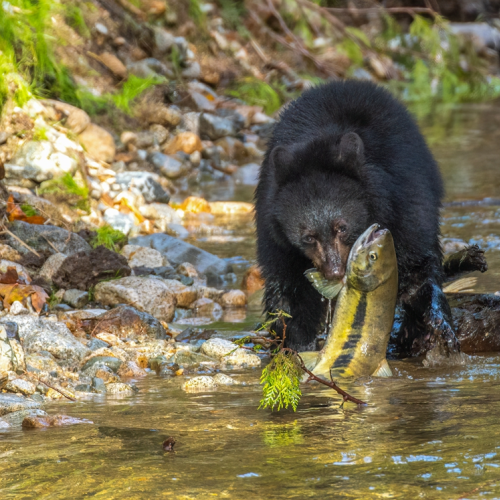 black bear hunting salmon
