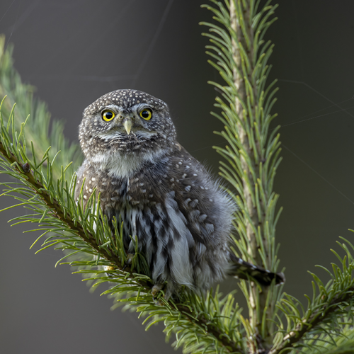 Little hooter