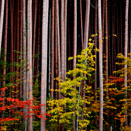 Autumn Forest