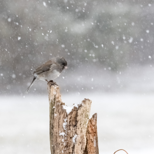 Juncos