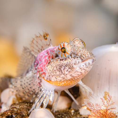 A Pastel Sculpin in a Pastel World