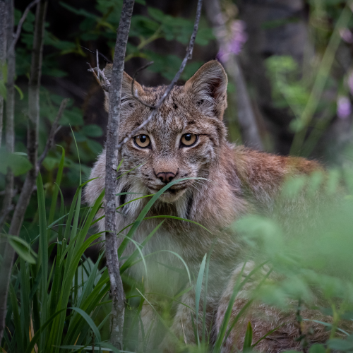 Young Lynx