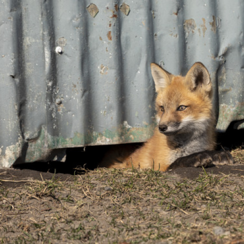 Fox kit