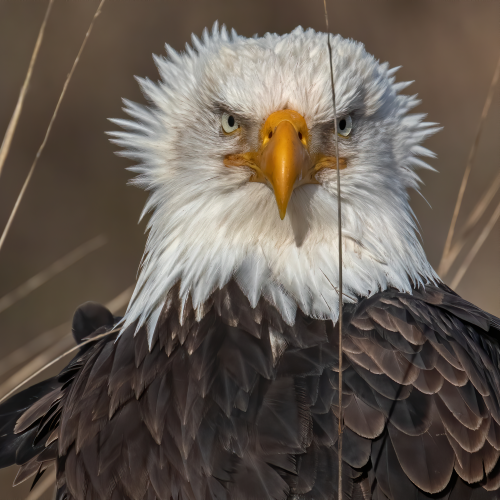 Wind Swept