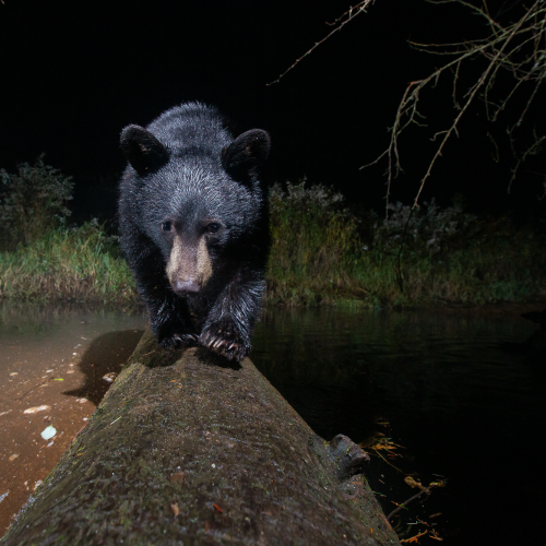 Curious Cub