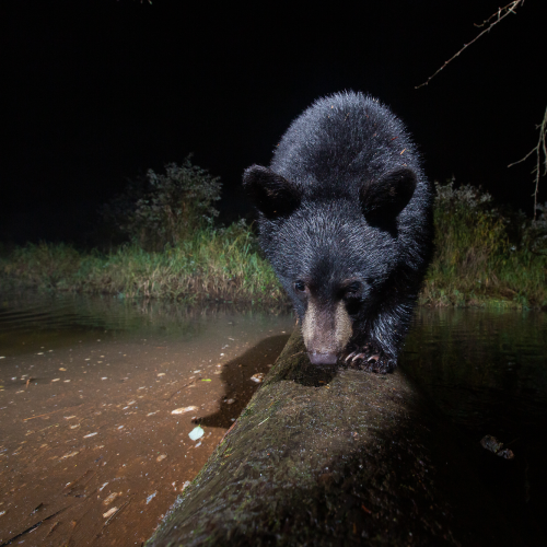 Curious Cub