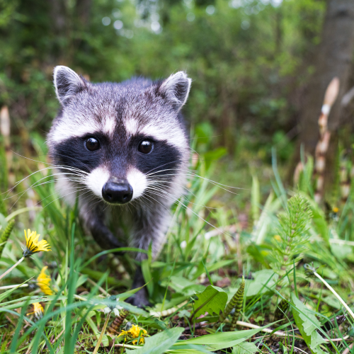 Curious Raccoon