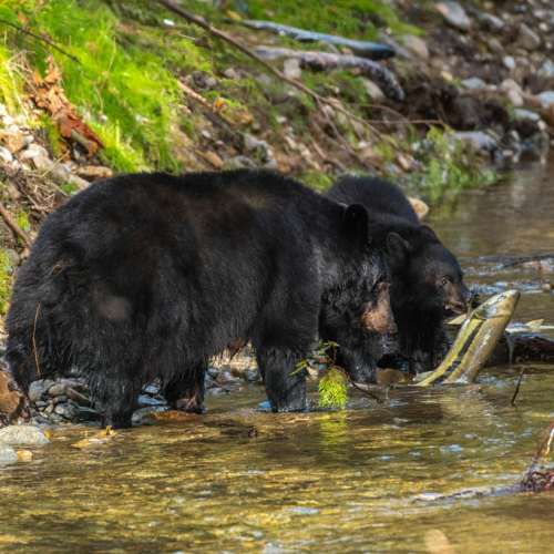 black bear hunting salmon