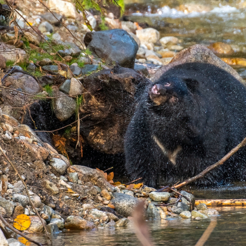 black bear