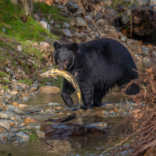 black bear hunting salmon