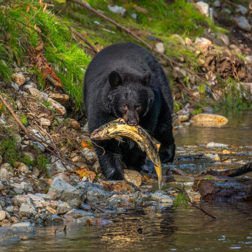 black bear hunting salmon