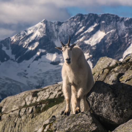 Majestic Mountain Goat