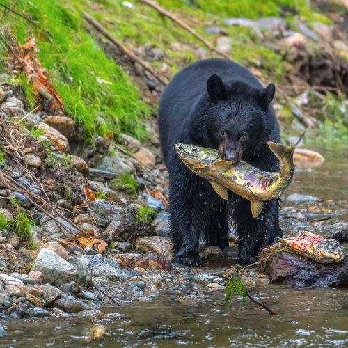 black bear hunting salmon