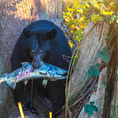 black bear hunting salmon
