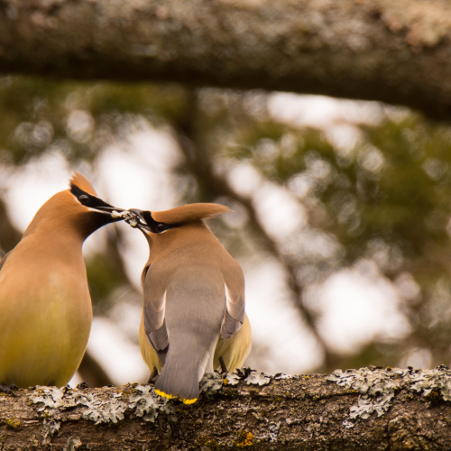 Lovebirds