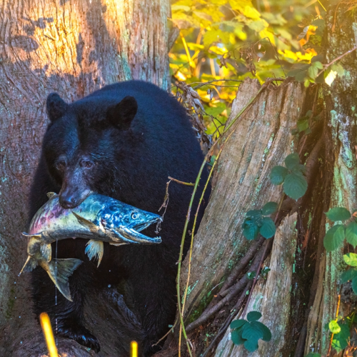 black bear hunting salmon