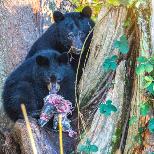 black bear hunting salmon