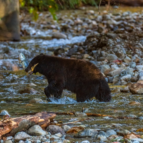 black bear hunting salmon