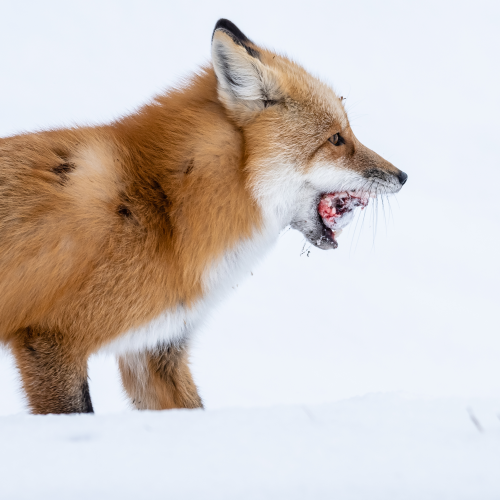 Frozen Food