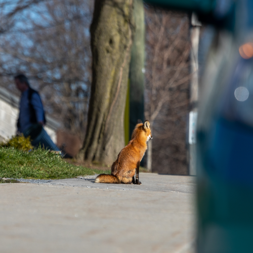 Urban Fox