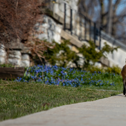 Urban Fox