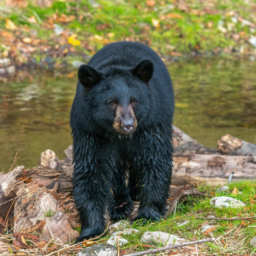 young black bear