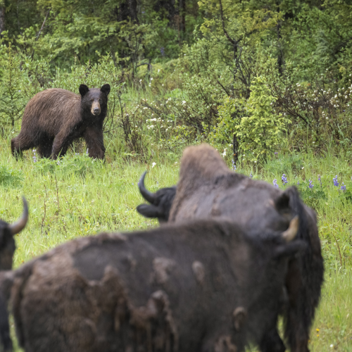 Bear meets Bison