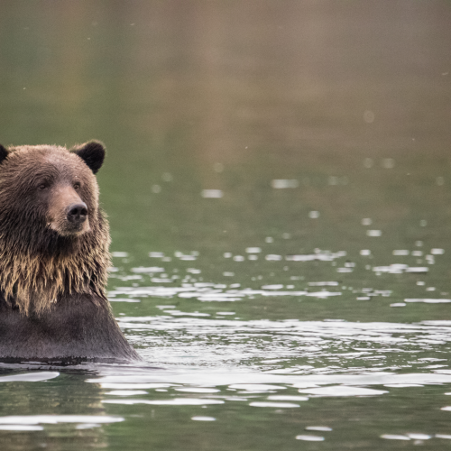 Grizzly