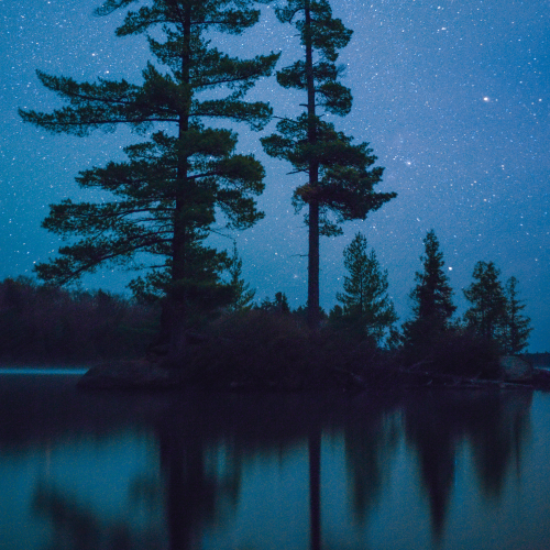 Tree island under the stars
