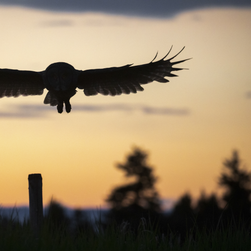 Great Grey