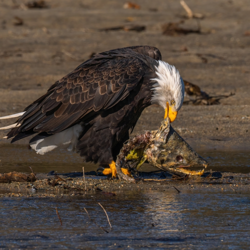 Bald eagle eat salmon