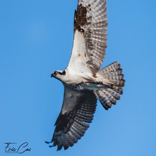 Show-off