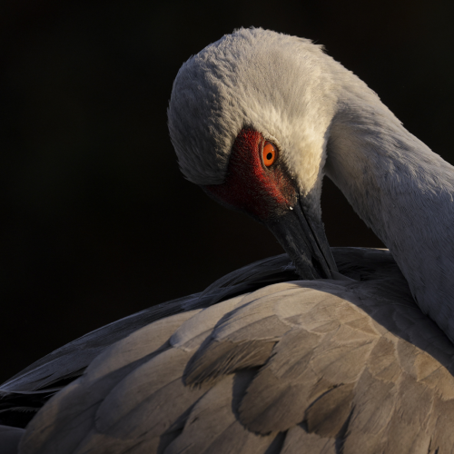 Sandhill in the Spotlight