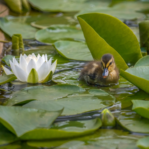 duck